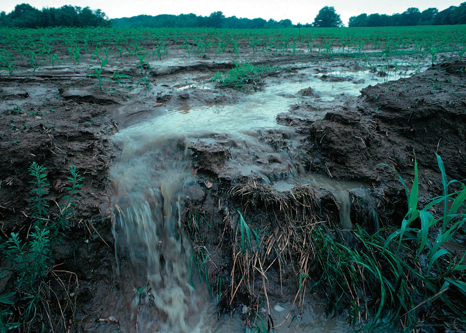 Soil and fertilizer runoff from a farm field, Iowa, 1999
