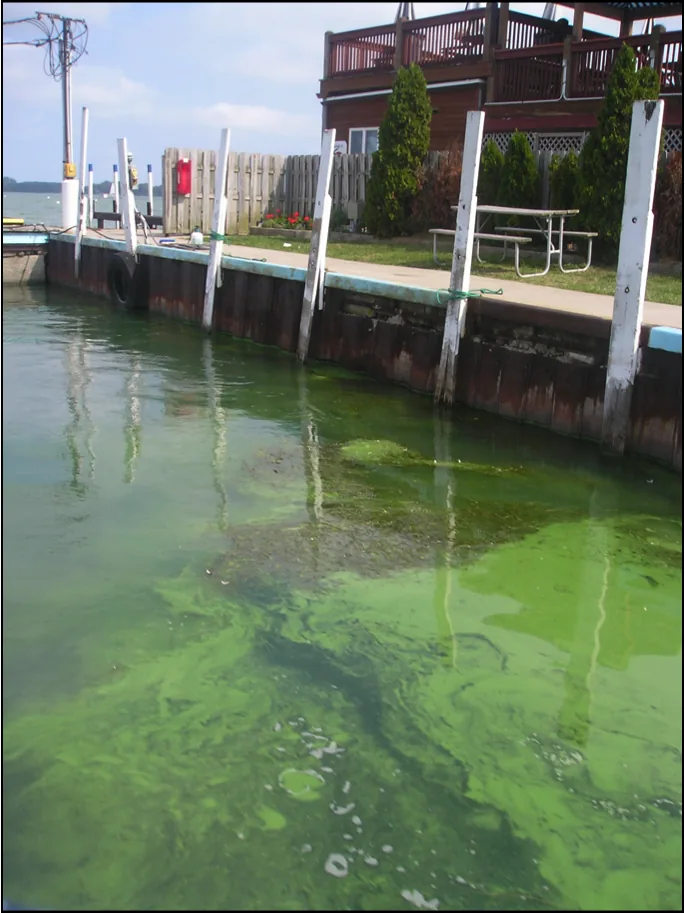 Harmful algal bloom near a boat dock, Lake Erie