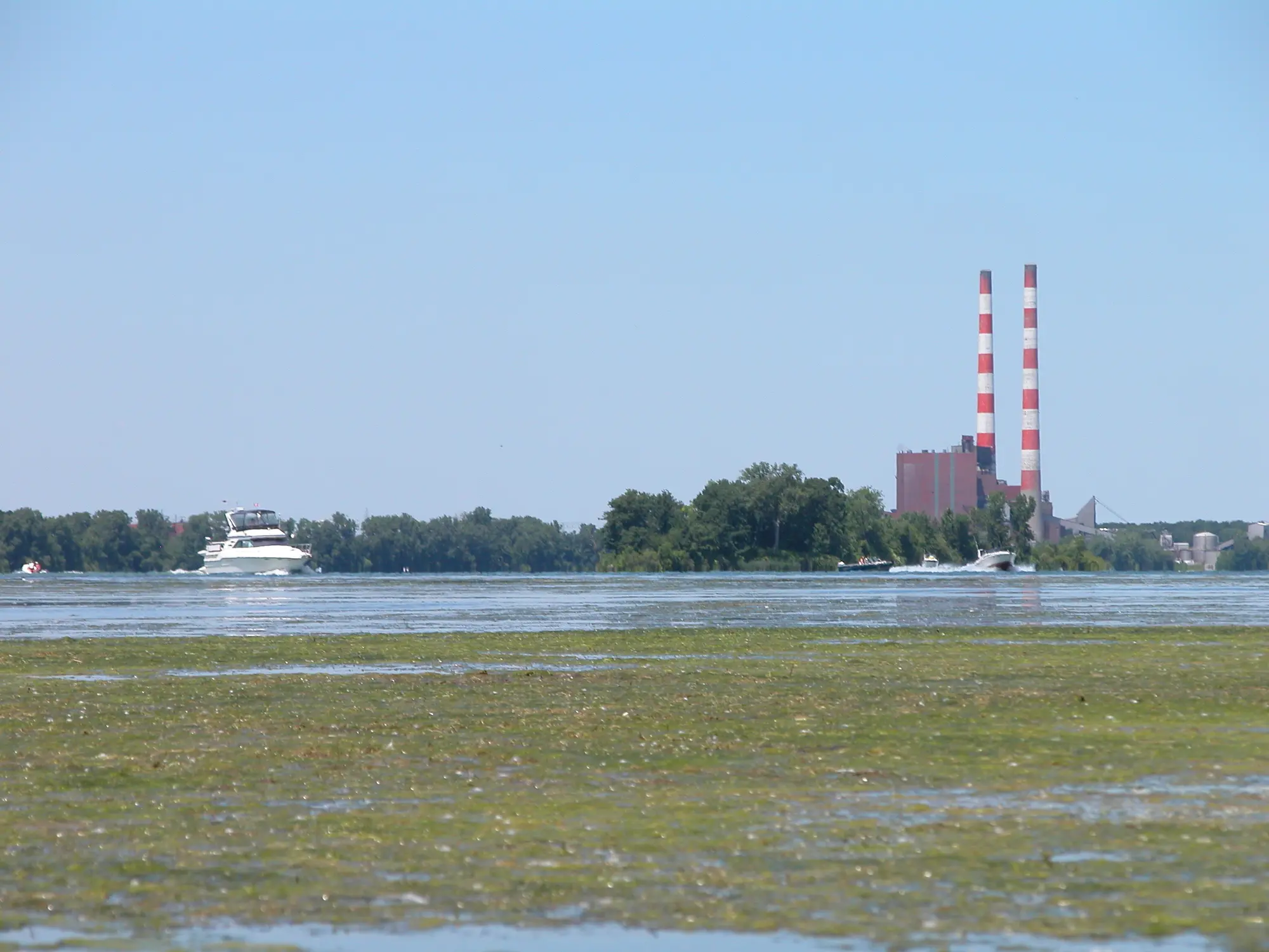 Algal bloom in the Detroit River in 2005