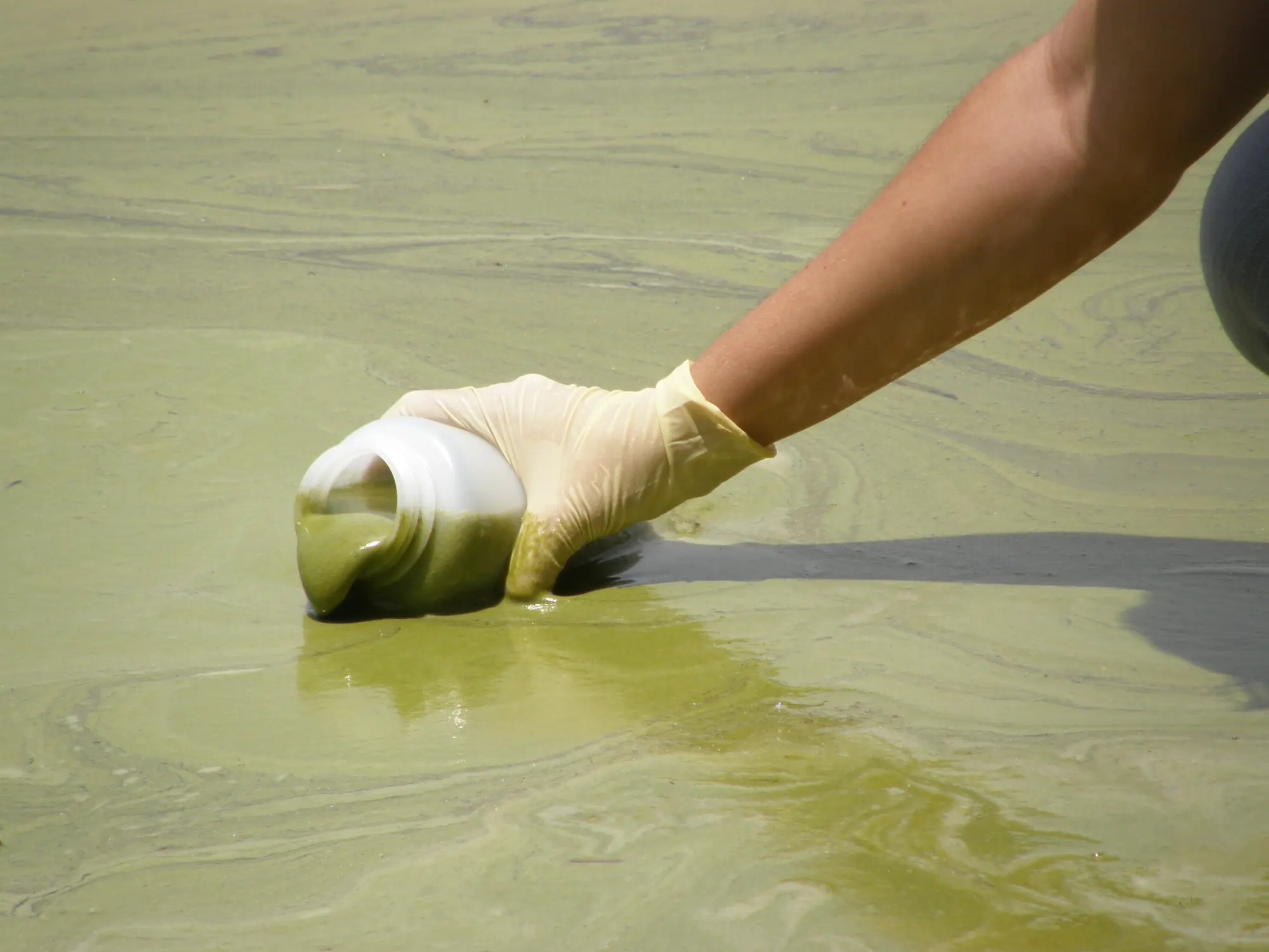 Harmful algal bloom along the shore of Lake Dora, Florida