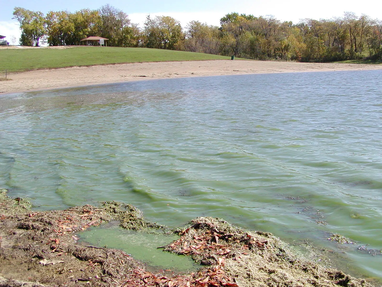 Beach covered by a harmful algal bloom at Mozingo Lake, Missouri